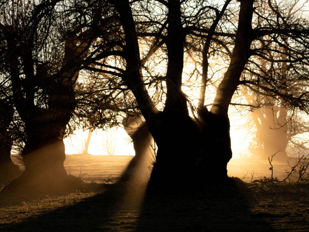 夕阳下的老橡树图片下载