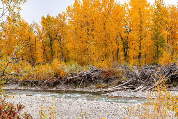 加拿大阿尔伯塔省特纳山谷山麓镇图片下载