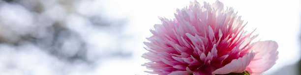 社交网络和网站的4x1横幅。灰色背景上的大粉红色牡丹特写图片下载