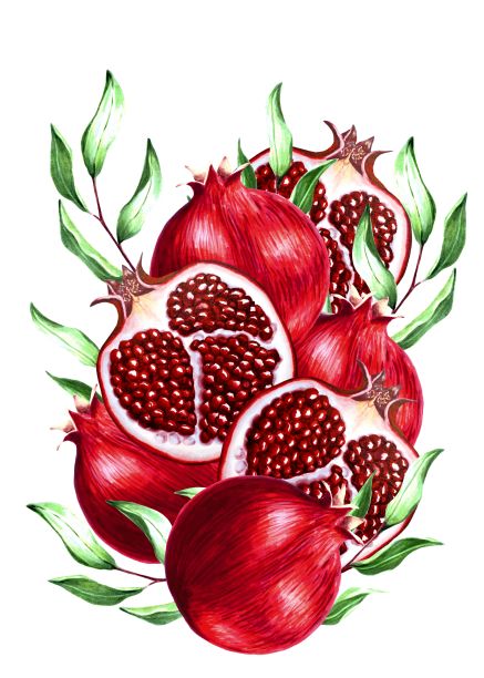 用叶子组成石榴，用手绘记号笔在白色上画插图图片下载