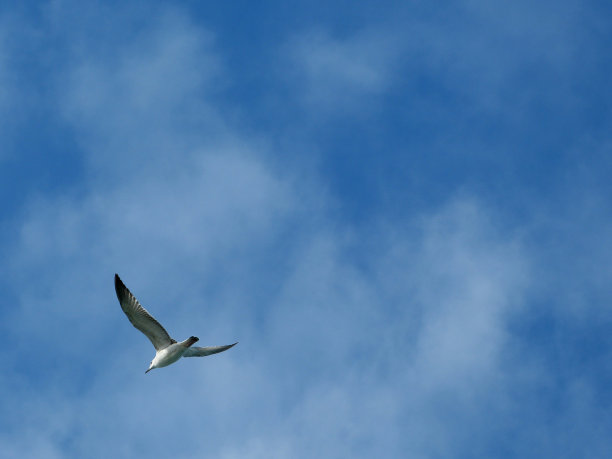 海鸥图片下载