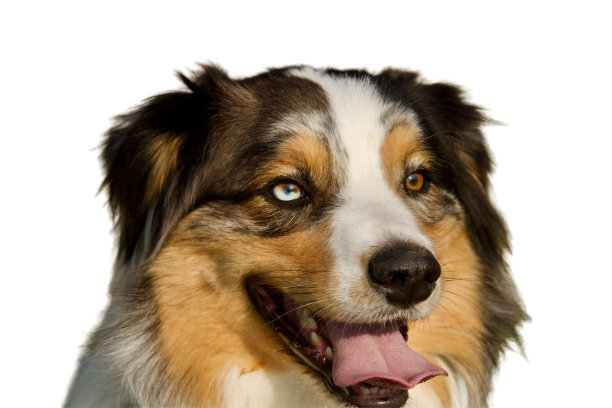 不同颜色的眼睛狗图片下载