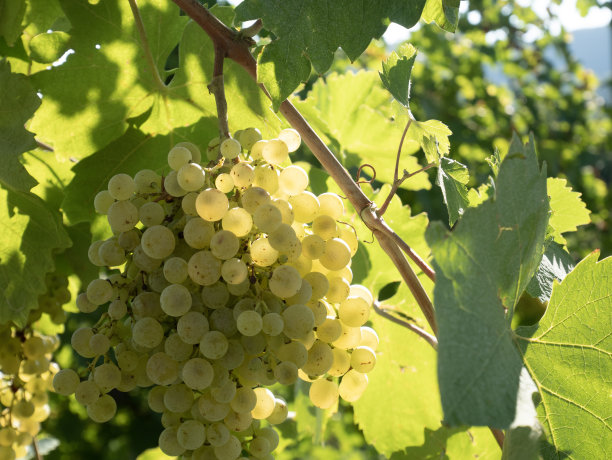 白色的葡萄在藤蔓上被清晨的阳光照亮，与藤枝上满是叶子的照片图片下载