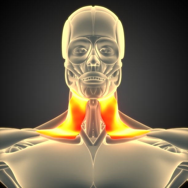 人体肌肉系统头部肌肉颈阔肌解剖图片下载