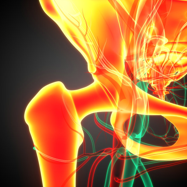 人体骨骼系统髋关节解剖图片下载