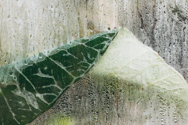 在热带温室扭曲的玻璃墙后面，从外面看各种类型的绿色盆栽。光合作用的过程水汽在潮湿的环境中产生图片下载