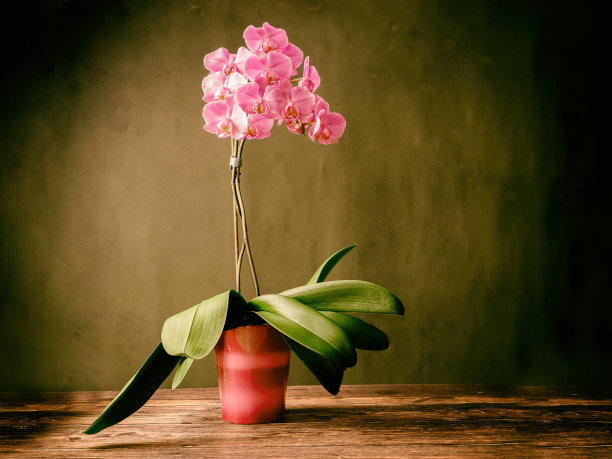 古色古香的静物，木桌上有一朵盛开的兰花。图片下载