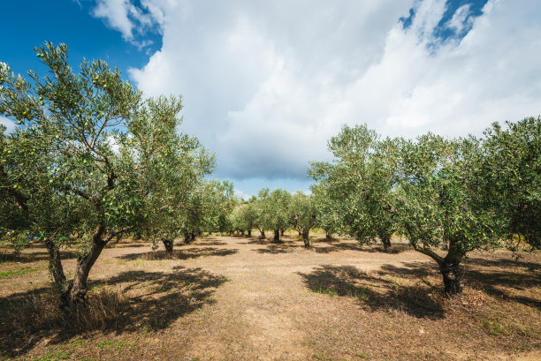 橄榄园。图片下载