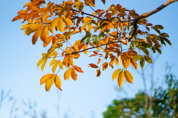 大自然树木按钮查看蓝天背景图片下载