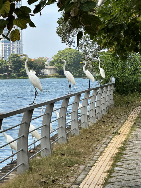 特写图片，四排大白鹭(Ardea alba)栖息在金属安全护栏周围，贝拉湖，科伦坡，斯里兰卡，世界贸易中心科伦坡(WTC)背景，重点在前景图片下载