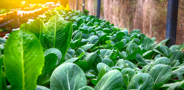 健康绿色有机蔬菜农场，农村农业，无有毒物质图片下载