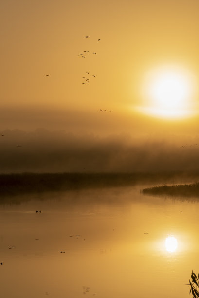 太阳从森林后面升起，映入雾蒙蒙的橙色天空，鸟群在空中飞翔，平静的湿地水中映出金色的倒影图片下载