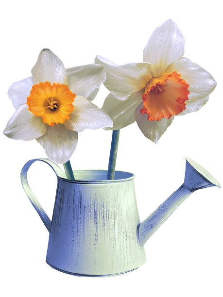 白色的水仙花在一个喷壶插图图片下载