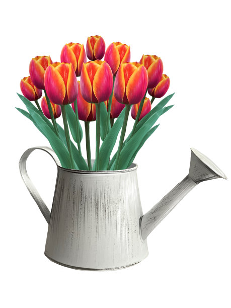 浇水罐插图中的郁金香花束图片下载