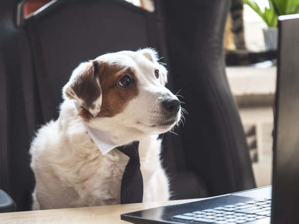 一只系着领带的白狗坐在办公桌前看着他的笔记本电脑。在家工作的概念，培训。图片下载