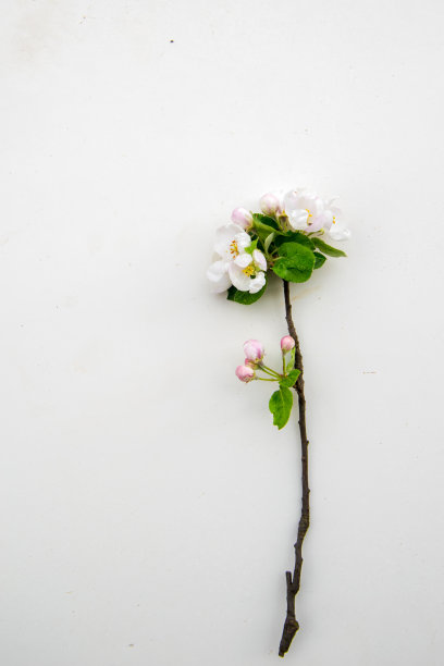 苹果树枝，白色背景，孤立图片下载
