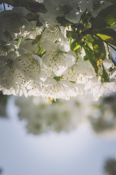 春天开花的白色果树图片下载