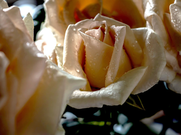 精致新鲜的奶油玫瑰与露珠图片下载