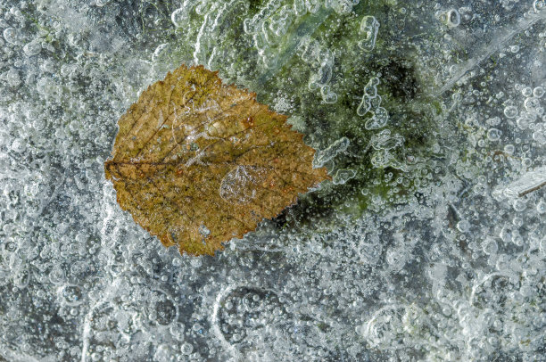 一个寒冷的冬天在河流上形成了冰，树叶上的气泡被困住了。图片下载