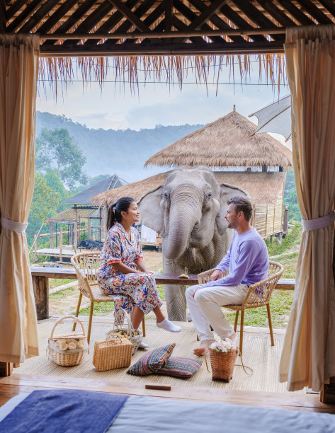 一对夫妇参观泰国清迈的大象保护区，丛林中的大象农场图片下载