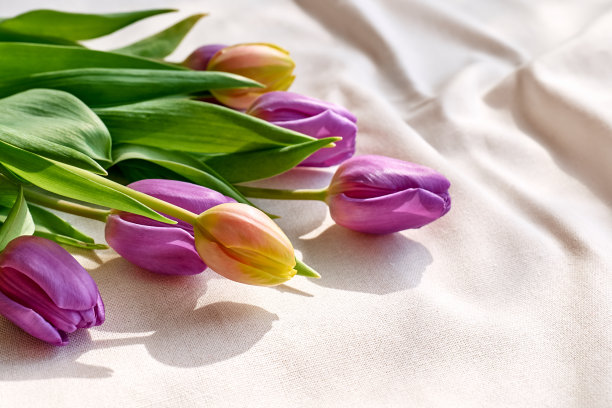 亚麻织物上的彩色郁金香。黄色，粉红色，品红，紫红色郁金香在皱棉花香槟色。柔和的基调。春季假期花卉装饰。图片下载