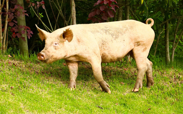 小猪在农场的草地上打转的照片图片下载