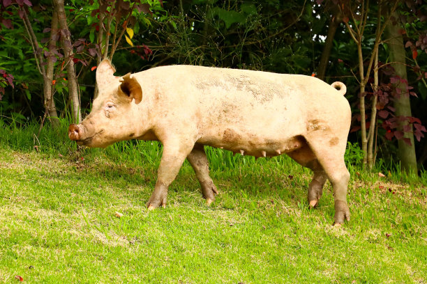 小猪在农场的草地上打转的照片图片下载