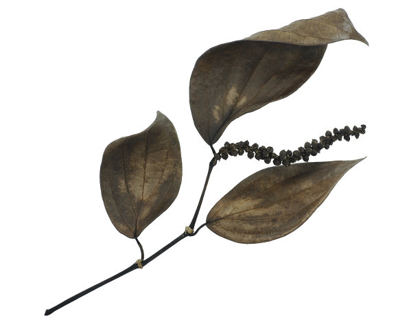 白色背景上分离出的黑胡椒图片下载