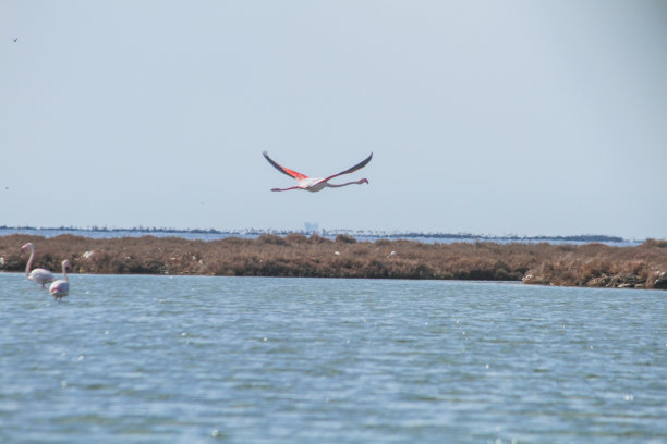 粉红色的火烈鸟图片下载