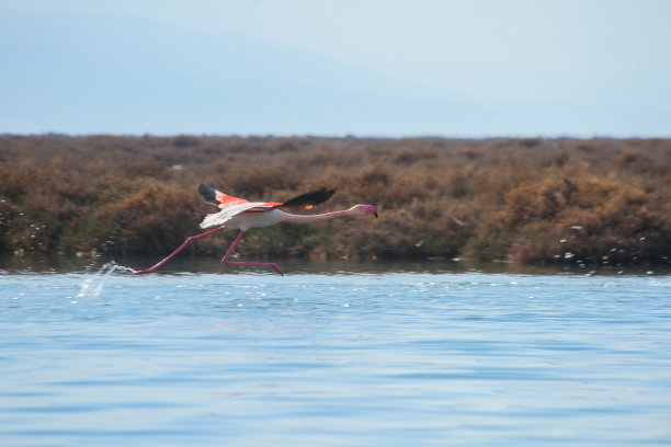 粉红色的火烈鸟图片下载