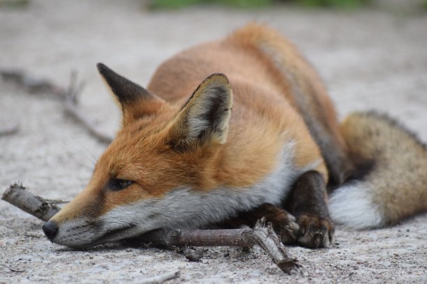 城市红狐躺下图片下载
