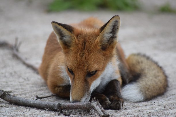 城市红狐躺下图片下载