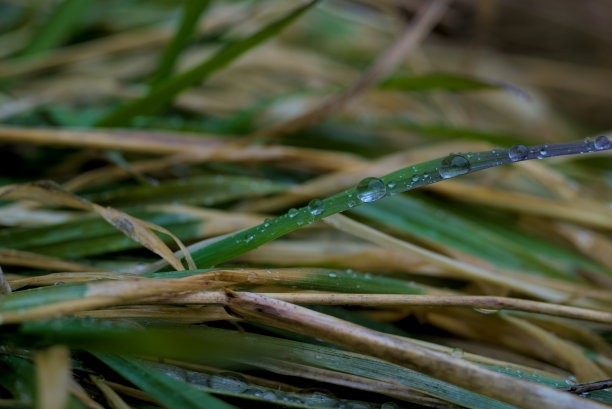 二月里，水珠落在草地上图片下载