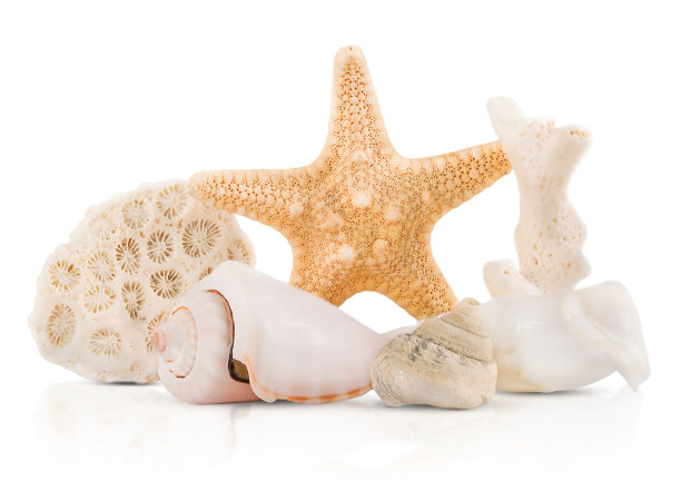一群海洋生物被孤立在白色背景上，有阴影和反射图片下载