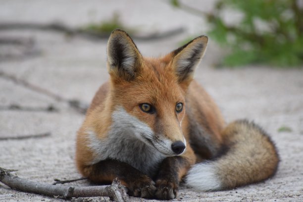城市红狐躺下图片下载