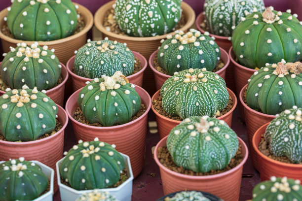 顶视图仙人掌花园，小型盆栽植物温室，植物苗圃和商店。前视图。仙人掌或仙人掌，沙漠植物在许多类型和形状，其针叶。盆栽和花园的仙人掌品种图片下载
