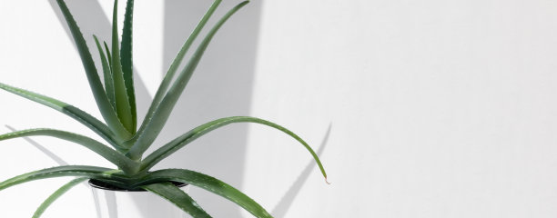 芦荟在白色花盆中，阳光下，浅色背景。家居装饰和园艺的概念。横幅。图片下载