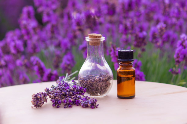 薰衣草油的罐子，薰衣草花，薰衣草田的背景。图片下载