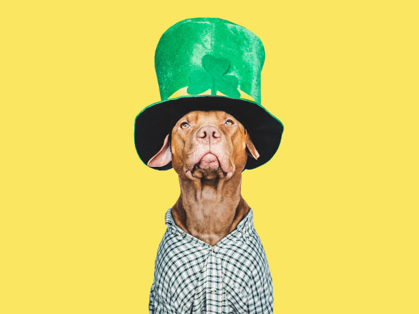 小狗和一顶亮绿色的小妖精帽子图片下载