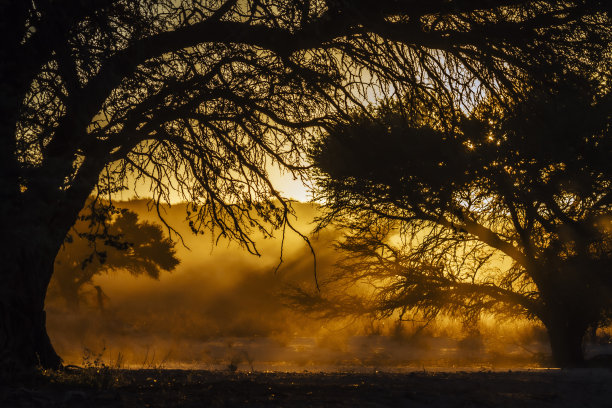 日出，阳光透过树枝图片下载