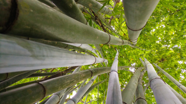 竹子图片下载
