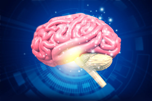 人脑解剖学图片下载