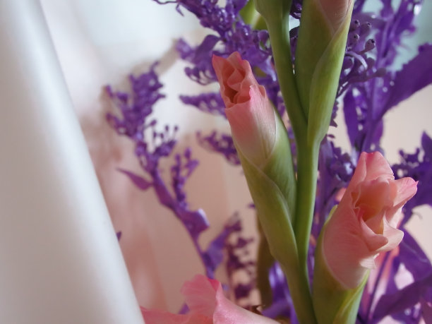带有蓝色干枝和剑兰的香味。美丽的剑兰花。温柔美丽的粉彩浪漫的花卉组成。明信片,祝贺你图片下载
