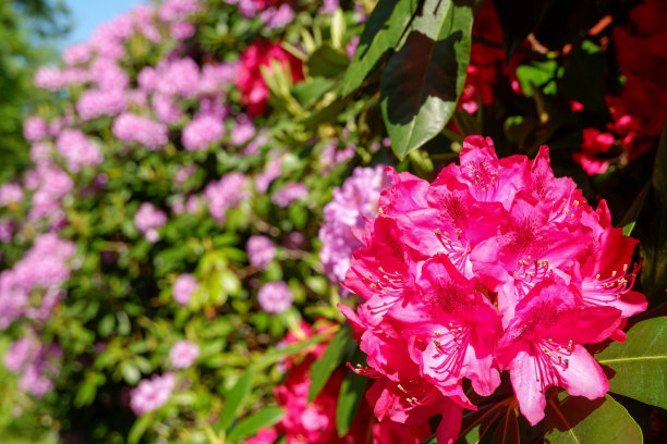 粉红色的木兰花。玉兰花在树上，杂交，玉兰天香图片下载