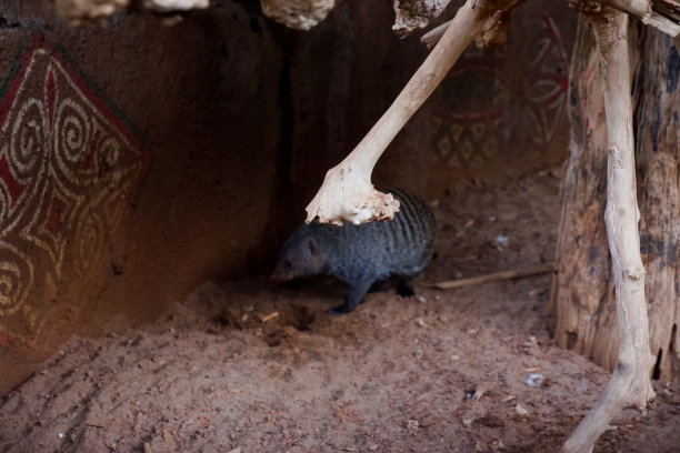 放松的埃及猫鼬特写图片下载