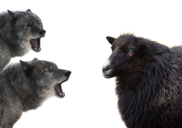 两只加拿大狼在白色背景下单独嚎叫图片下载