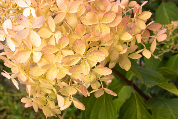 盛开的绣球花，特写。为出版，设计，海报，日历，张贴，屏幕保护程序，墙纸，明信片，封面，网站的圆锥花的花蕾。高质量照片图片下载