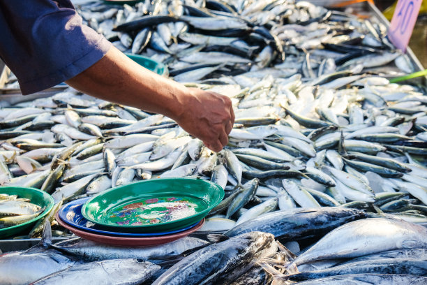 金枪鱼在当地渔业市场出售图片下载