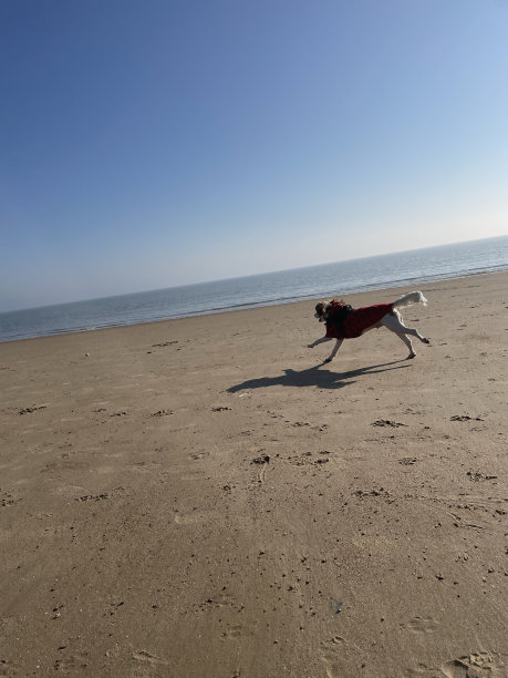 海滩上的狗图片下载