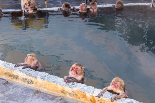 日本猕猴泡在露天浴缸里图片下载